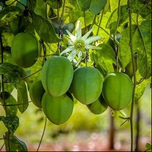 Zoneamento agrícola de risco climático para a cultura do Maracujá será validado na próxima terça (25)