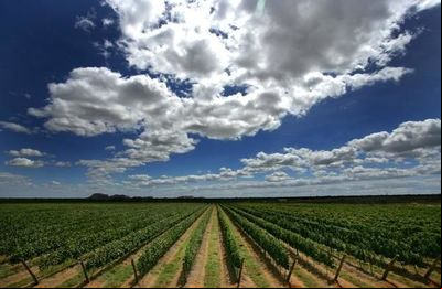 Há 20 anos fazendo vinho no sertão brasileiro