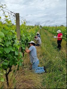 Embrapa participa da Expovitis Brasil 2024, feira de viticultura, enologia e enoturismo