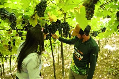 Fertilizantes organominerais ajudam a incrementar produção de uvas no RS