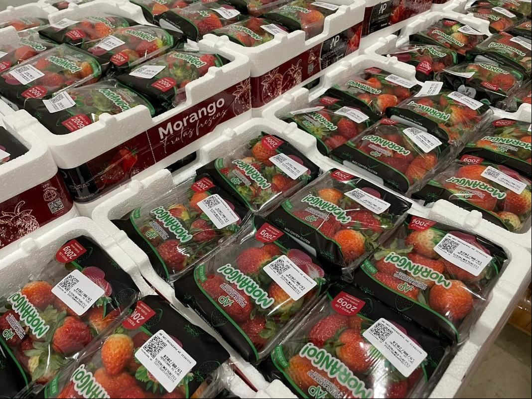 Termotécnica amplia soluções DaColheita com novas embalagens para produtores de morango