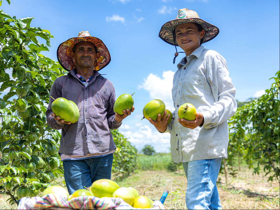 Aplicativo facilita o manejo da irrigação e impulsiona a produção de frutas no campo goiano