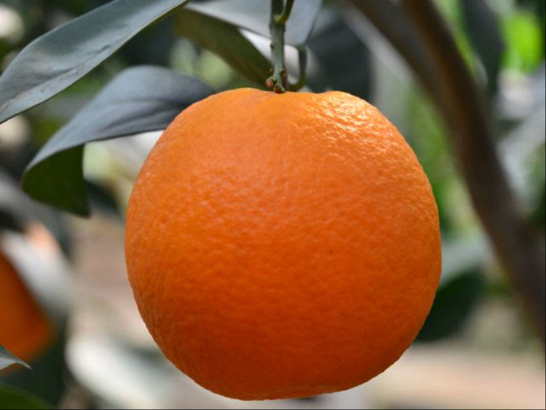 Brasil conquista abertura de mercado na Índia para os  citrus brasileiros