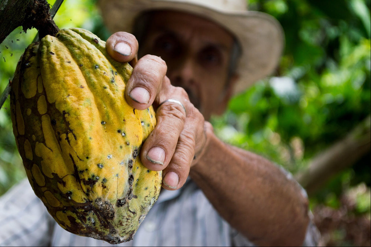 Agronegócio do cacau gera R$ 18 bilhões em valor bruto da produção, aponta estudo da FIESP