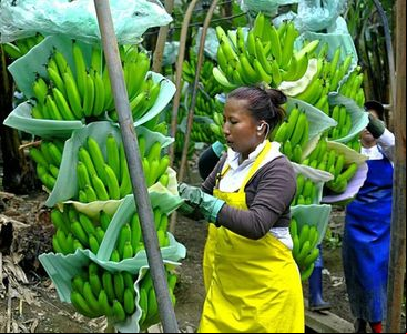 Encontro organizado pelo IICA e com atores de 22 países, especialistas apresentaram os avanços no desenvolvimento de variedades resistentes à doença que ameaça o cultivo da banana