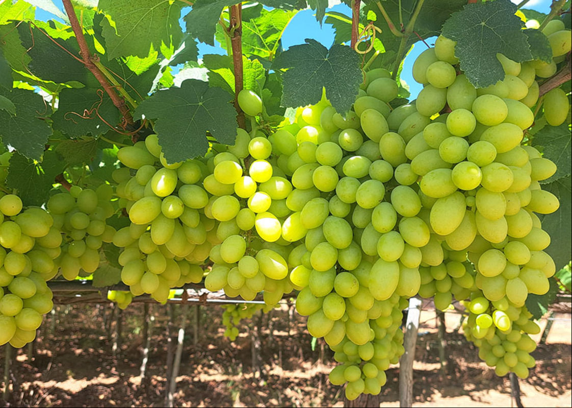 Nova cultivar de uva branca sem sementes reduz em 50% o custo de mão de obra do cultivo no Semiárido