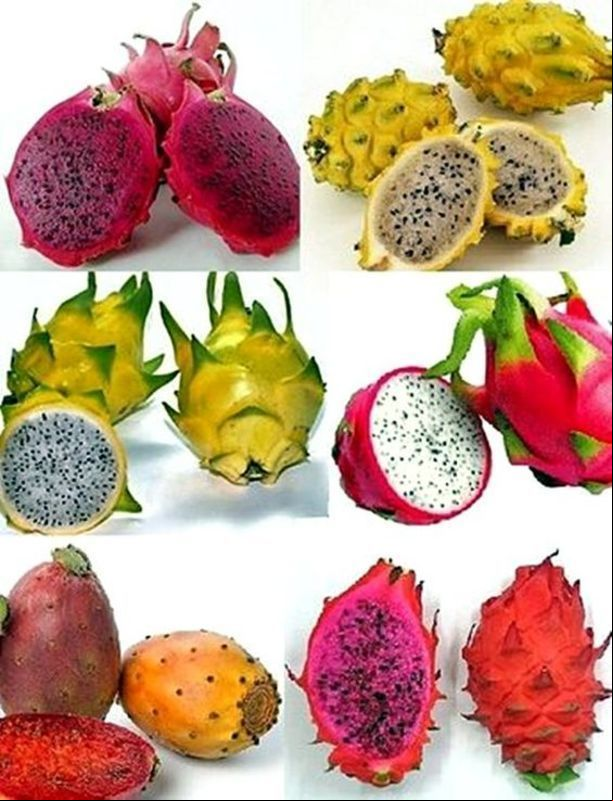 Produção de pitaya alcança 3,1 mil de ton em 23 cidades do Ceará; Perímetros irrigados de Russas e Jaguaribe-Apodi se destacam no cultivo da fruta