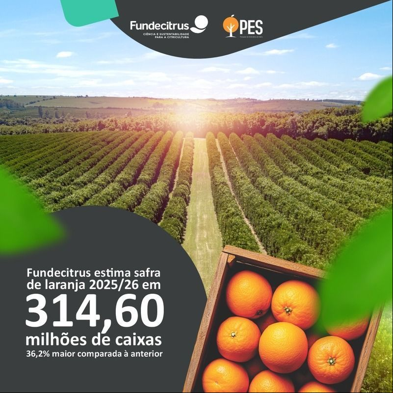 Safra de laranja 2025/26 do cinturão citrícola de SP e MG é estimada em  314,60 milhões de caixas