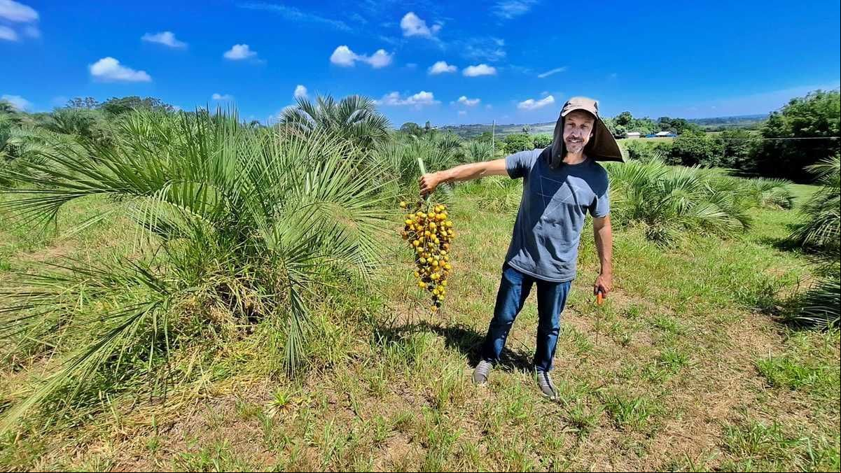 Pesquisas no Centro de pesquisas de Viamão apontam para a descoberta de um cruzamento natural entre diferentes espécies de butiazeiro