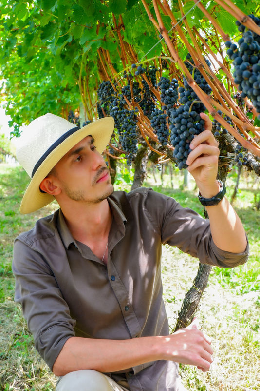 O que são as variedades de uvas Piwi?