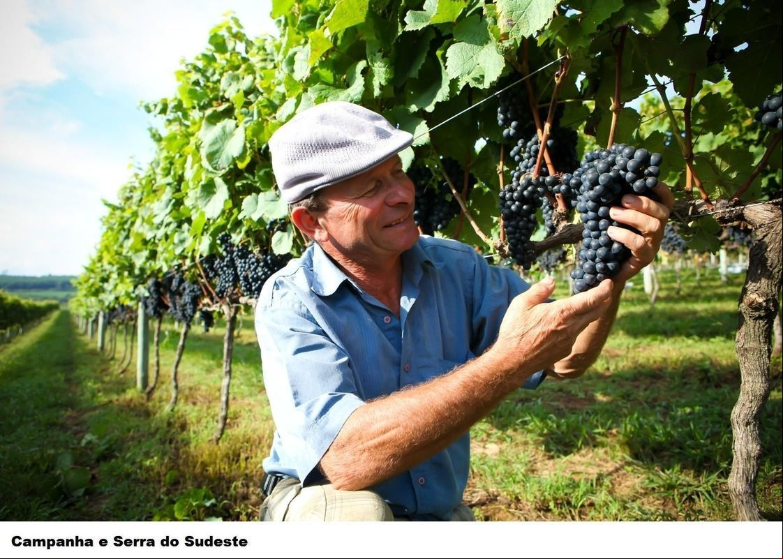 Sustentabilidade na produção de vinhos centralizará debates no Fórum de Vitivinicultura da Campanha Gaúcha
