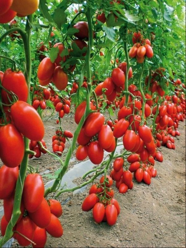Licopeno em tomate: benefícios à saúde e biodisponibilidade