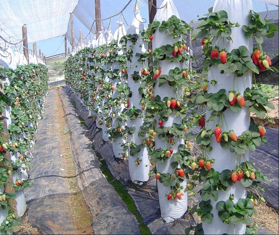 Chile será o epicentro da inovação e do desenvolvimento no cultivo de morango