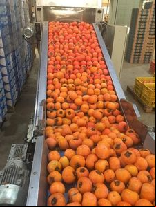 Supersafra de caqui em SC coloca frutos de qualidade no mercado