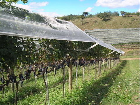 Dia de campo sobre poda de uvas viníferas