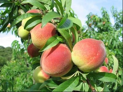 Ciclo de brotação das frutas é alterado por último inverno