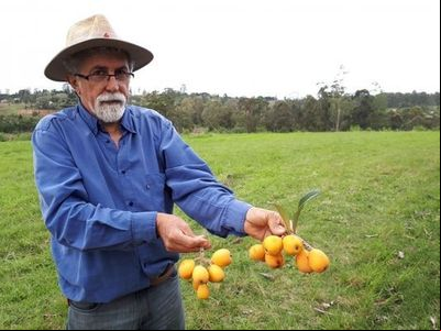 Fruticultura avança a partir da pesquisa 